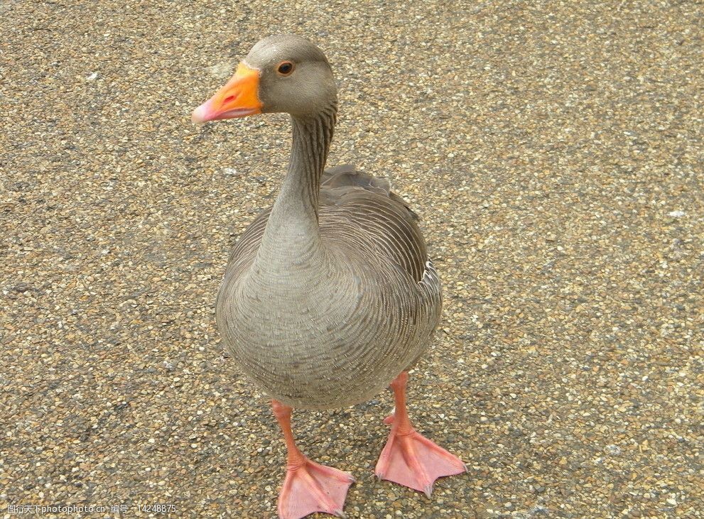 关键词:沙地上的水鸭 鸟类 水禽 海德公园 英国 鸭子 海德公园水禽