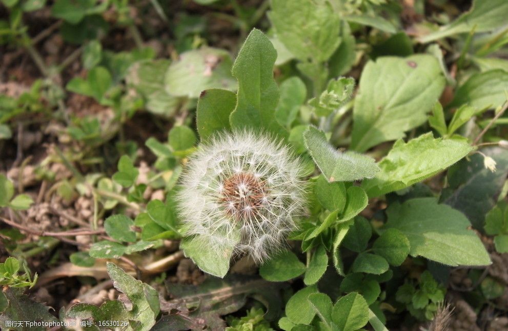 漂亮的蒲公英图片