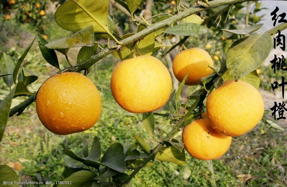 红肉桃叶橙图片