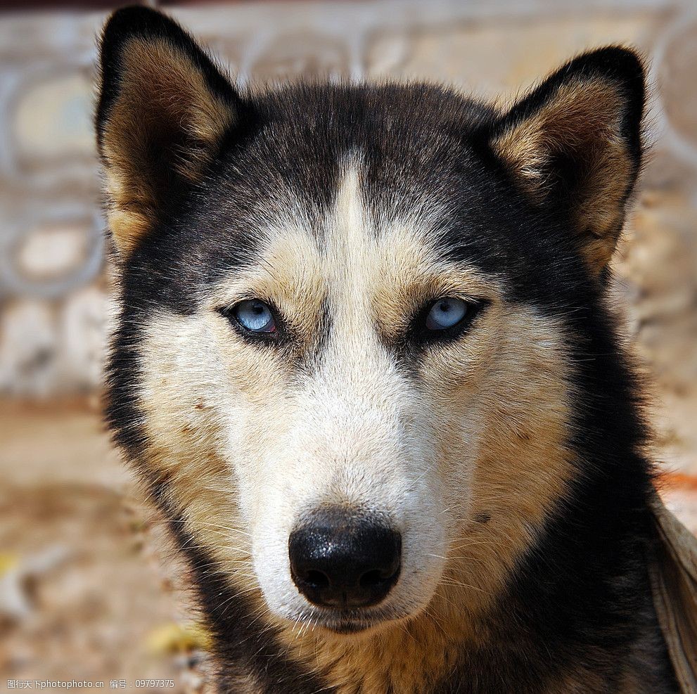 关键词:哈士奇 狗 大狗 银白色 狗脸 宠物 大型犬 家禽家畜 生物世界