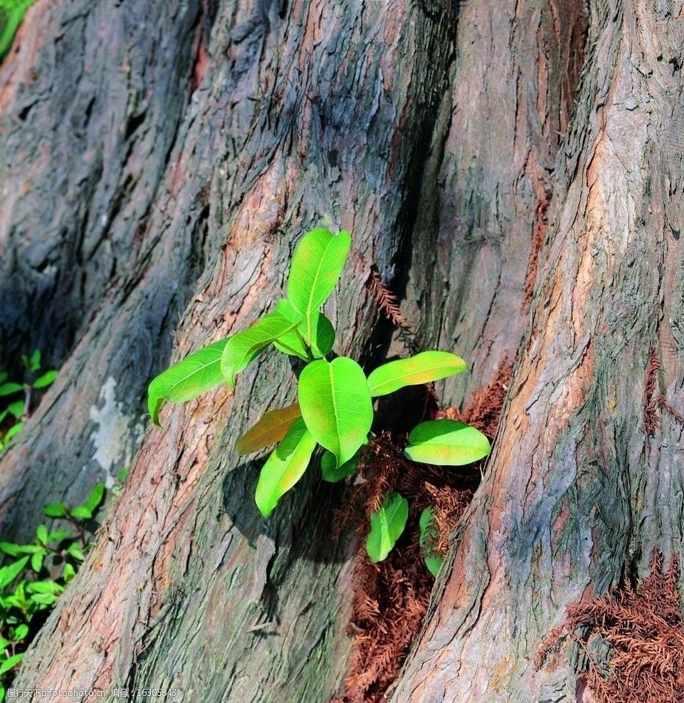 植物的力量图片