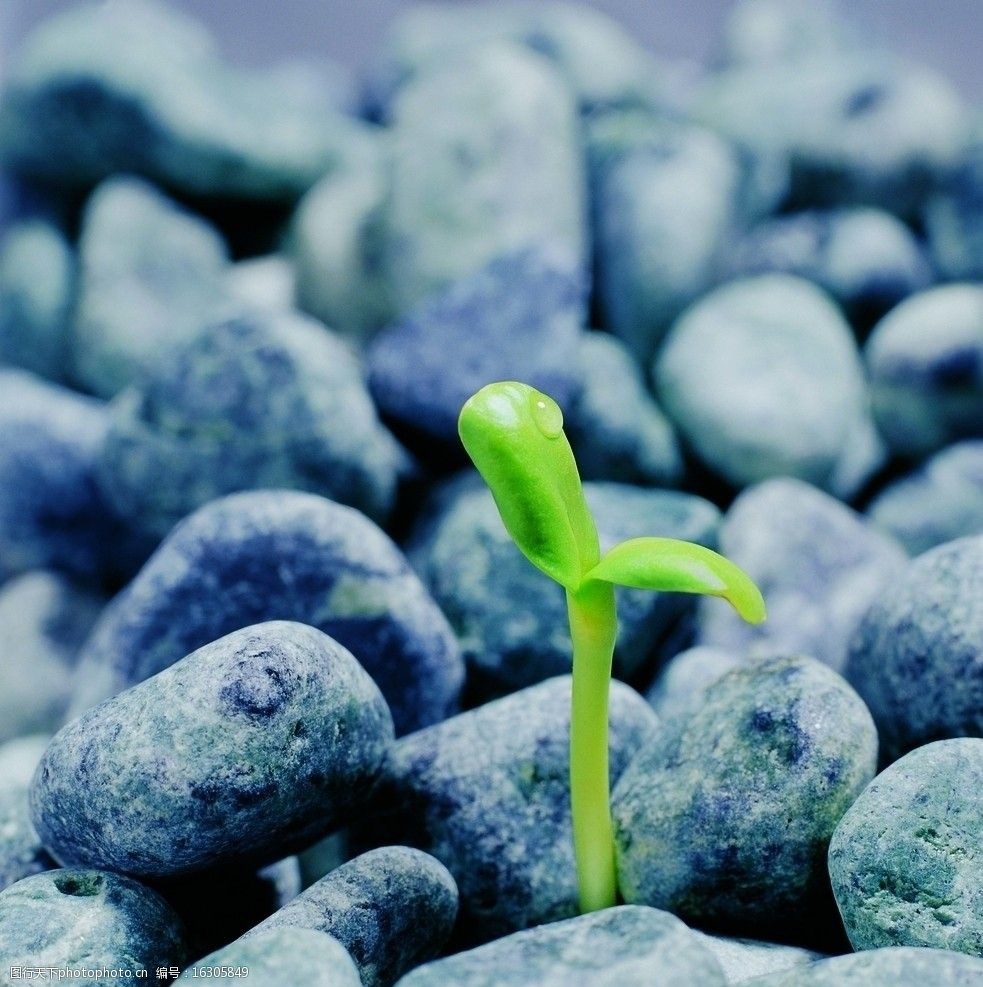 植物的力量图片