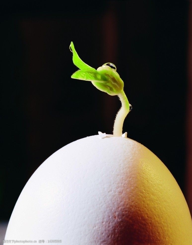 植物的力量图片