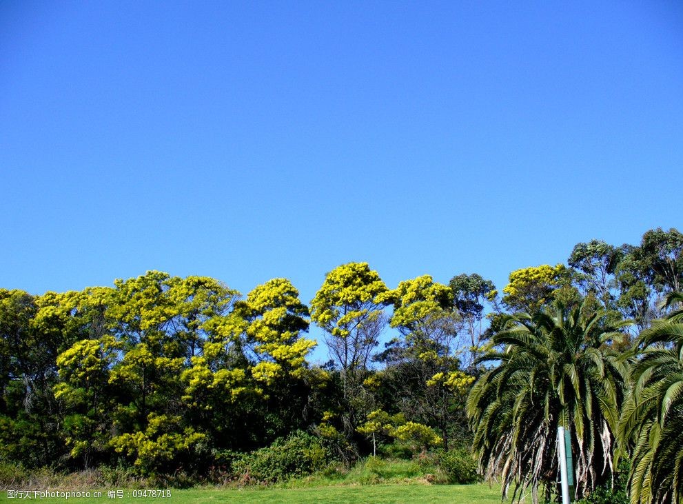 蓝天绿树图片