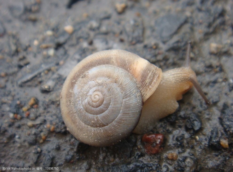 关键词:雨后爬行的蜗牛 蜗牛 动物 硬壳 爬行 野生动物 生物世界 摄影