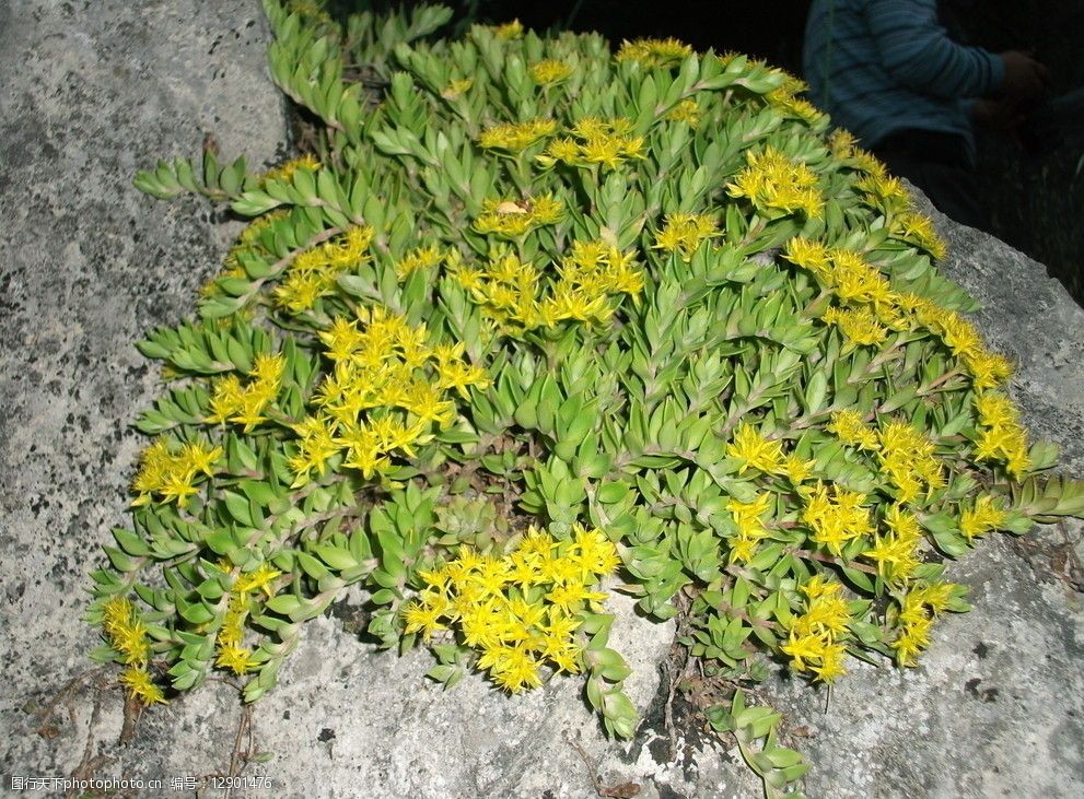 关键词:开花石 石头开花 花 野花 石壁 顽强 奇迹 自然风景 自然景观