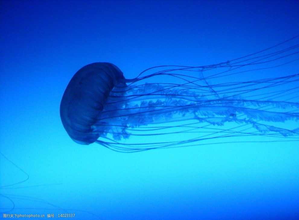 關鍵詞:香港海洋世界水母 香港 海洋 海底世界 水母 海洋生物 生物