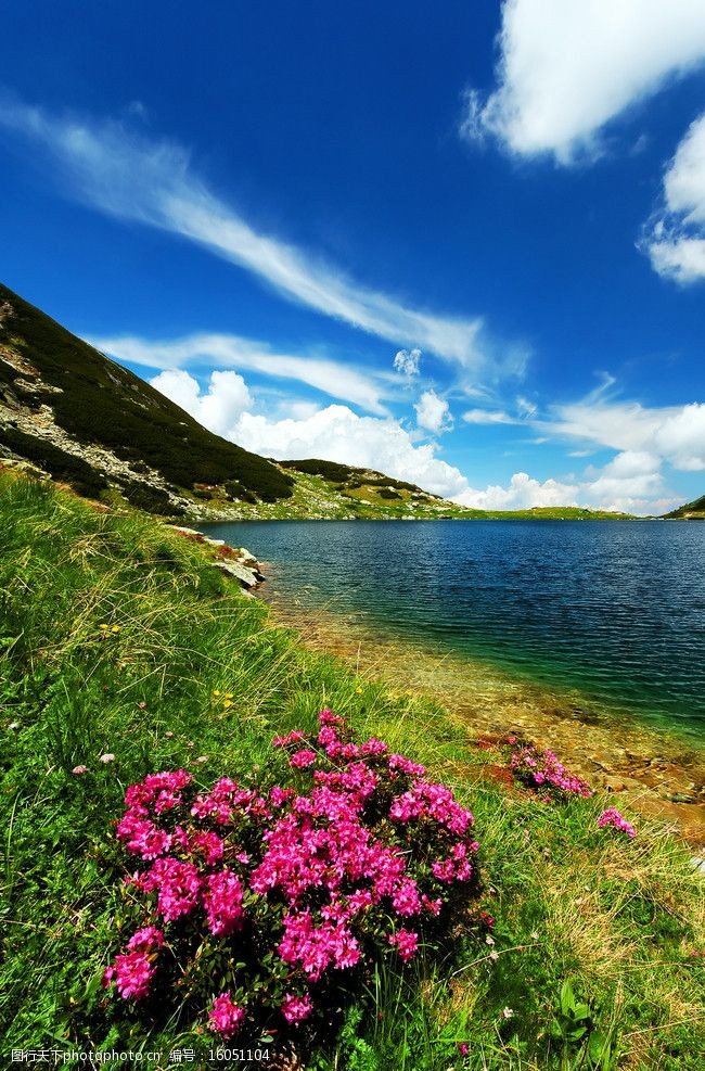 山水鲜花风景图片大全图片