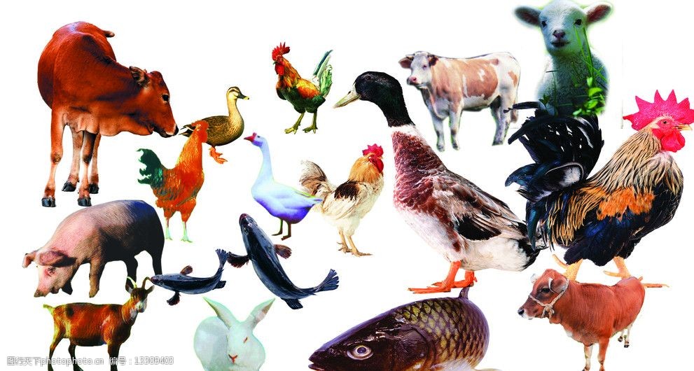 常见25种家禽家畜图片图片