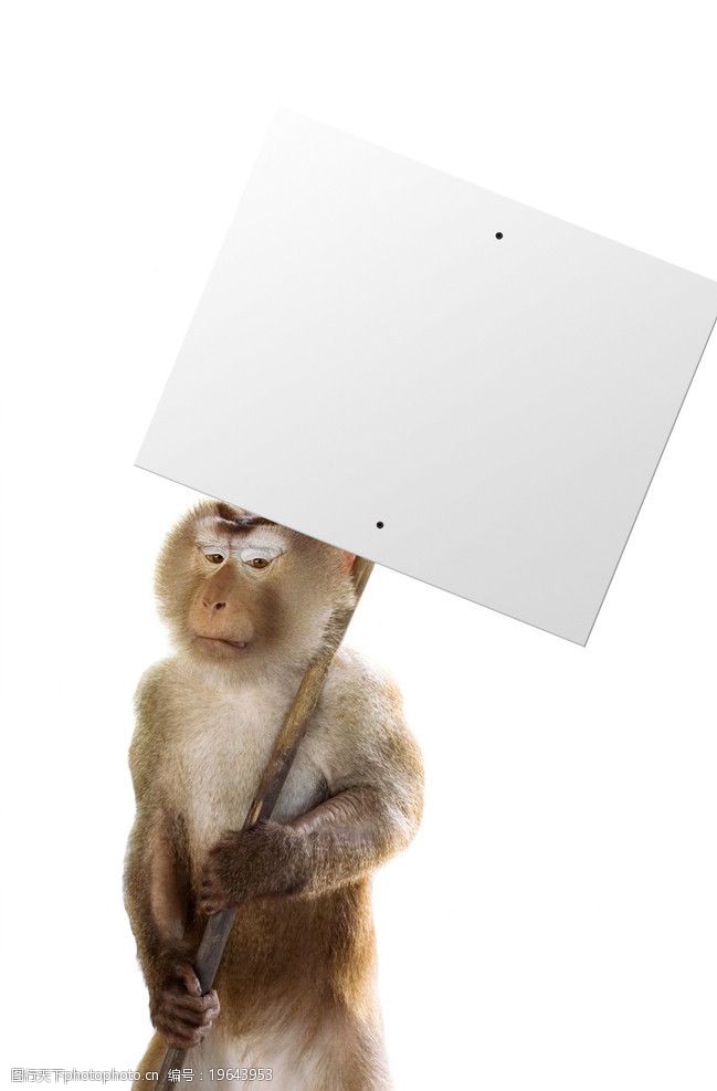 举着广告牌的猴子图片图片