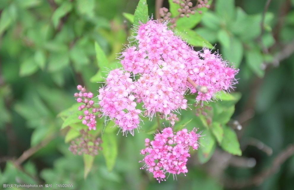 粉花绣线菊图片