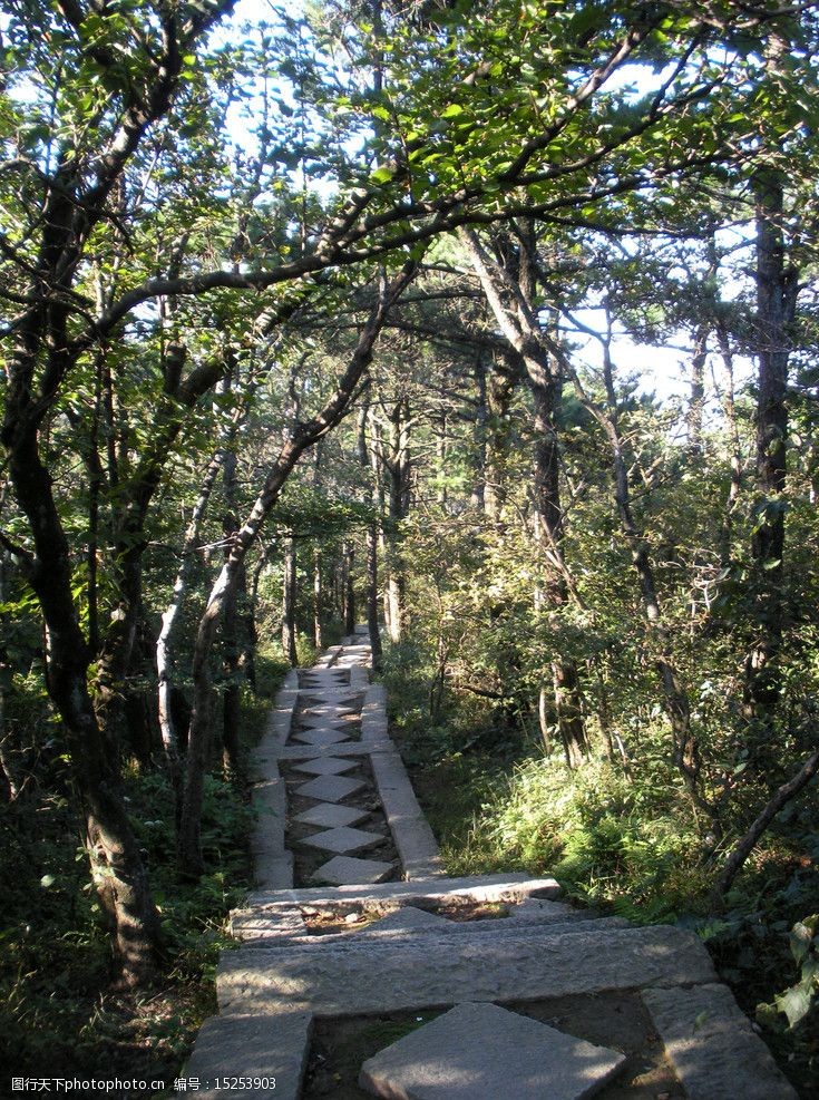 山间林荫小道图片