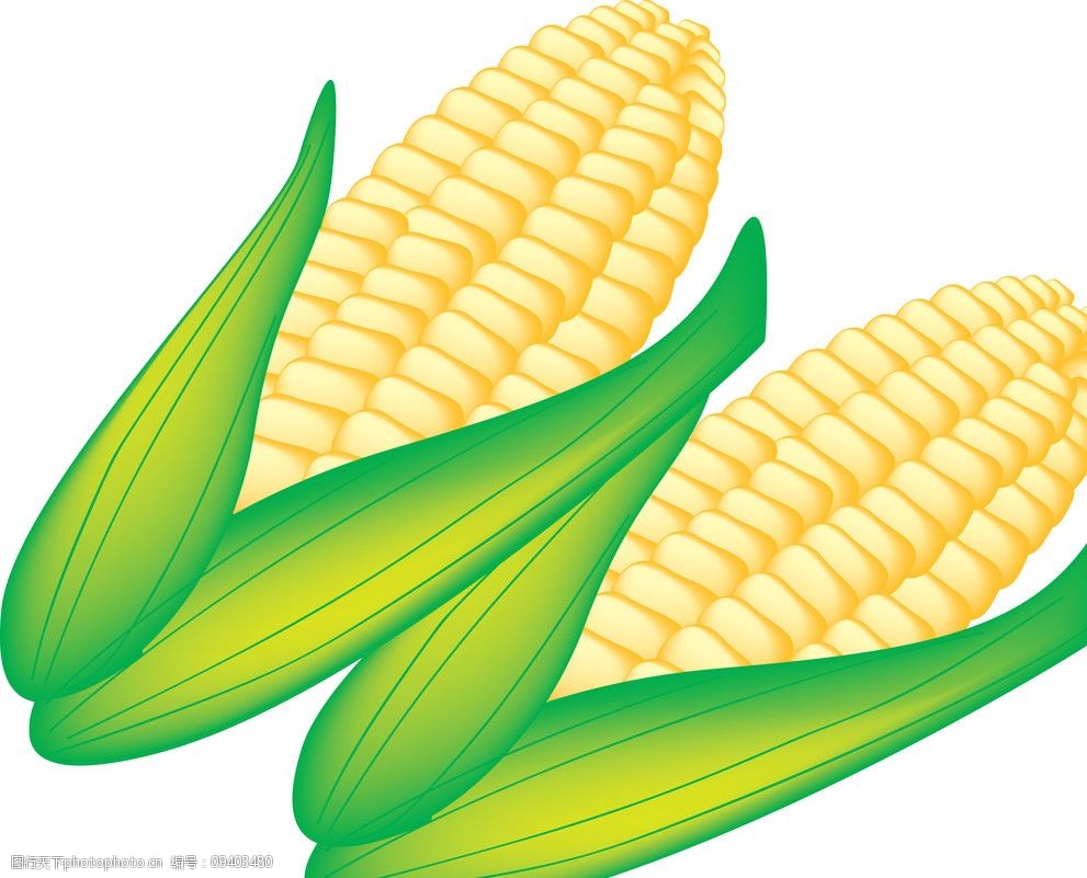 玉米矢量ai图图片