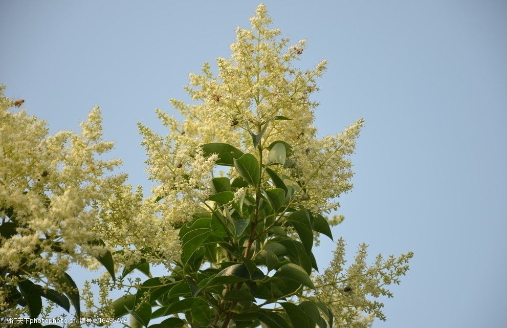 大叶女贞花期图片