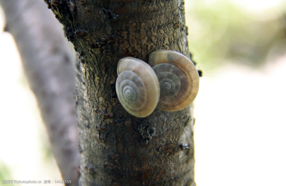 树上的蜗牛图片