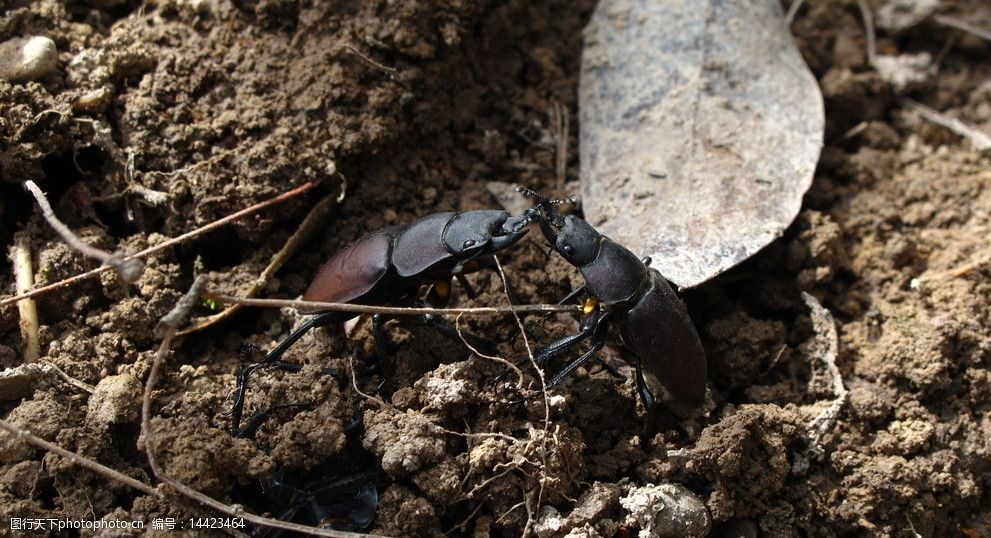 打架的甲虫图片