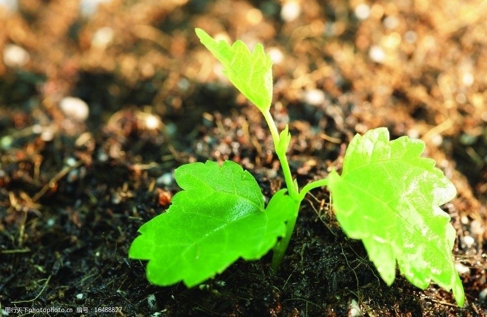 設計圖庫 生物世界 花草 上傳: 2011-7-9 大小: 628.