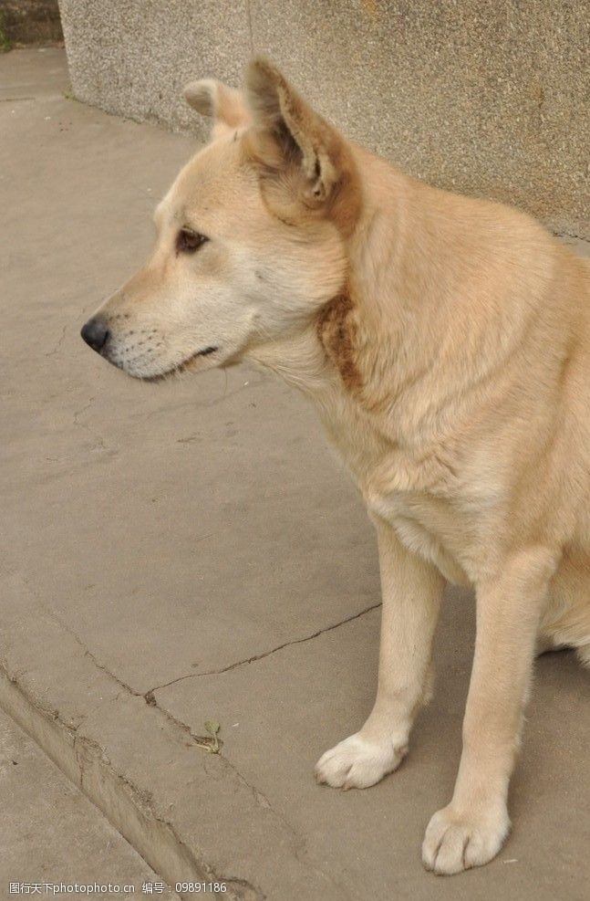 守候着的大黄狗图片