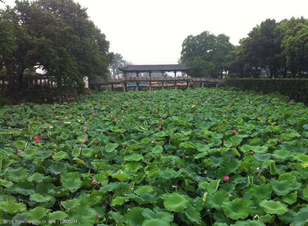 金山寺荷花池圖片