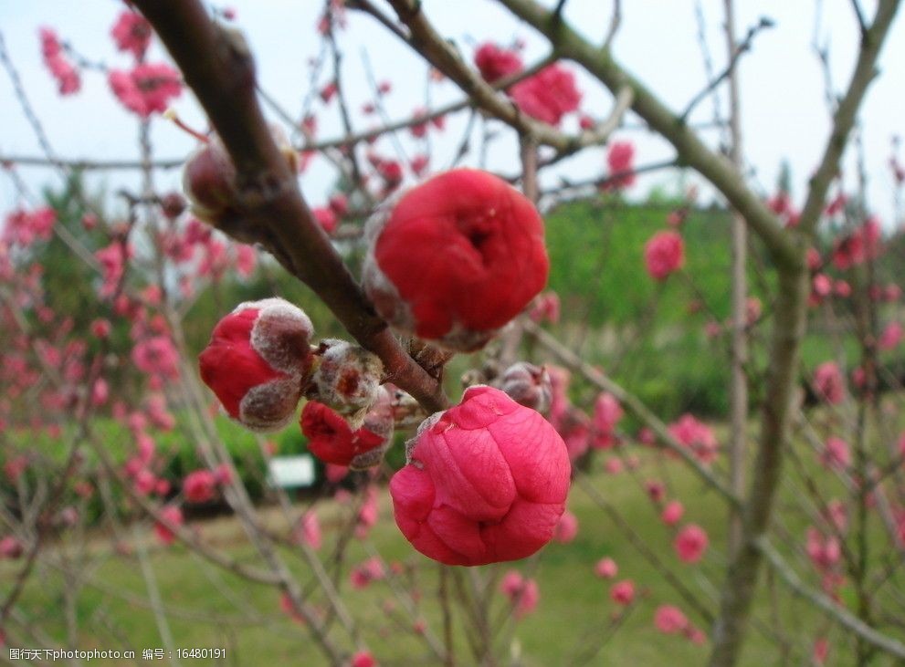 關鍵詞:含苞欲放 花蕊 紅色 花朵 花枝 花草 生物世界 攝影 72dpi jpg