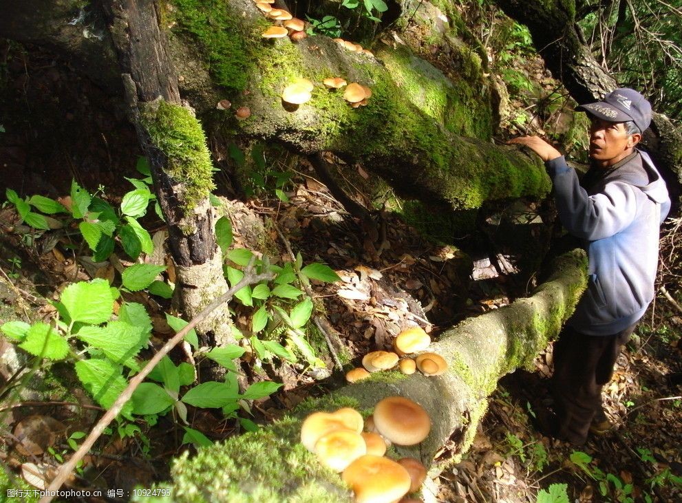 关键词:采菌人 野生香菇 蘑菇 野生菌 职业人物 人物图库 摄影 72dpi