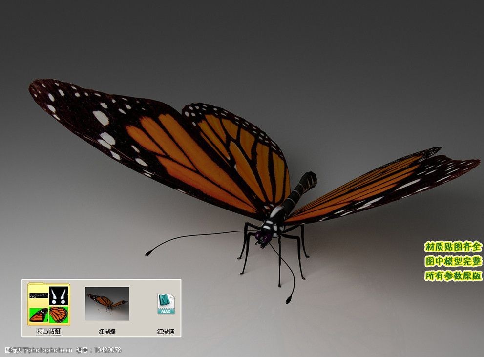 红蝴蝶3d三维模型建模图片