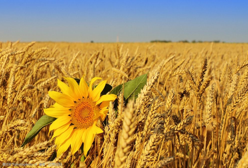 金色麦田向日葵图片