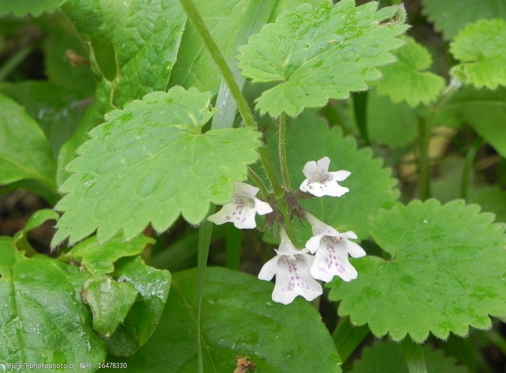 秦岭野生花草图片