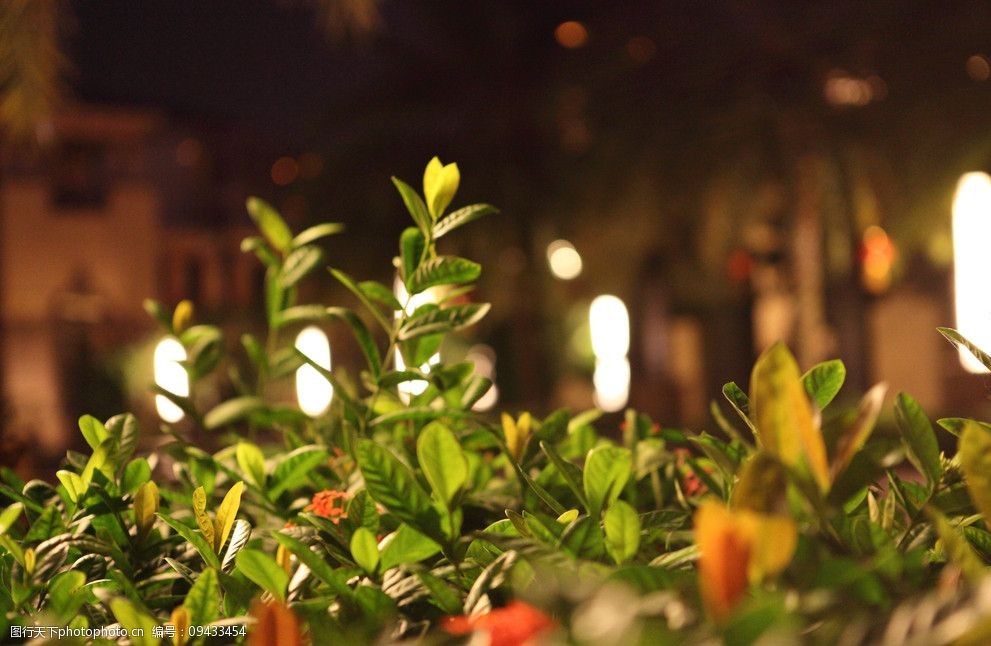 关键词:晚上的树 花草 植物 夜景 绿叶 树木树叶 生物世界 摄影 350