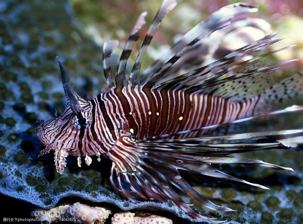 關鍵詞:海底世界 魚 海底 海洋生物 生物世界 攝影 300dpi jpg