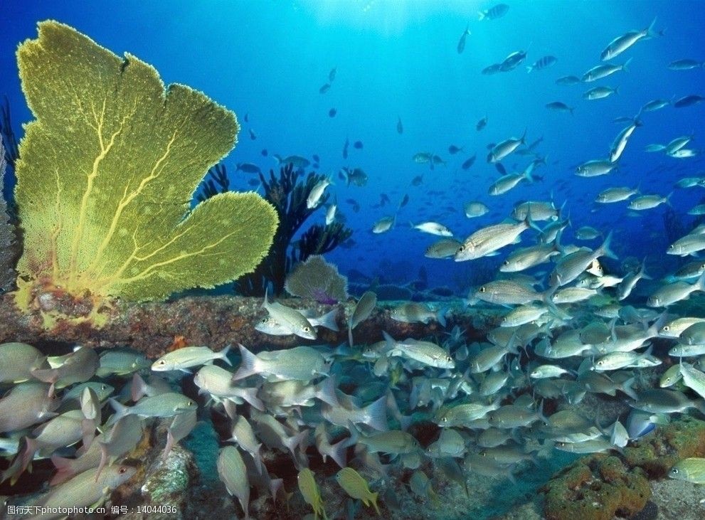 關鍵詞:海底世界 群魚 海底 魚 海洋生物 生物世界 攝影 300dpi jpg