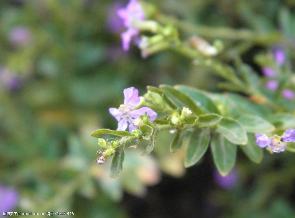 植物花卉摄影图片