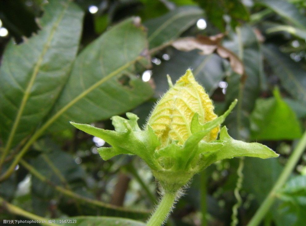 冬瓜花花蕾图片