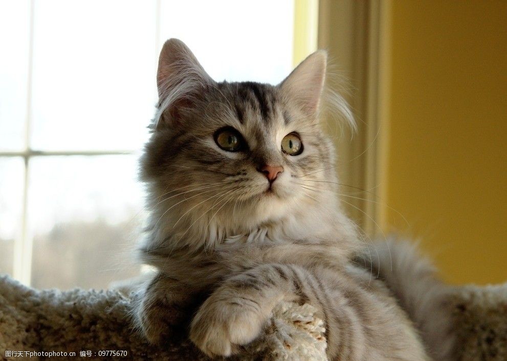 关键词:可爱的猫 动物摄影 宠物 猫 小猫 家猫 猫咪 小猫图片 家禽