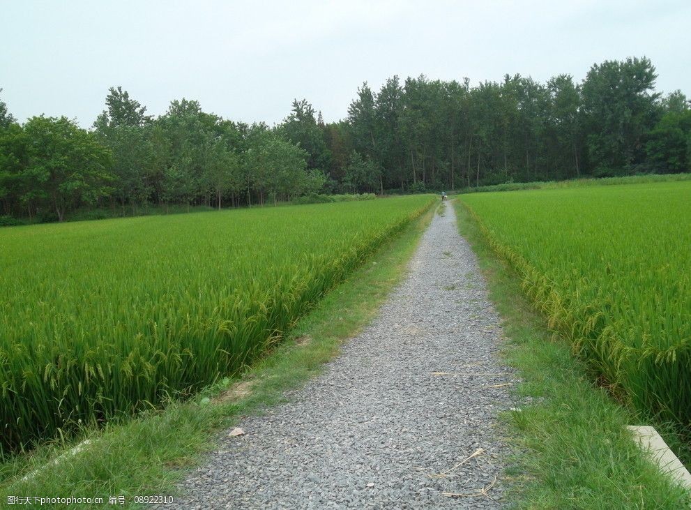 关键词:绿油油的稻田 庄稼 道路 树木 田园风光 自然景观 摄影 96dpi