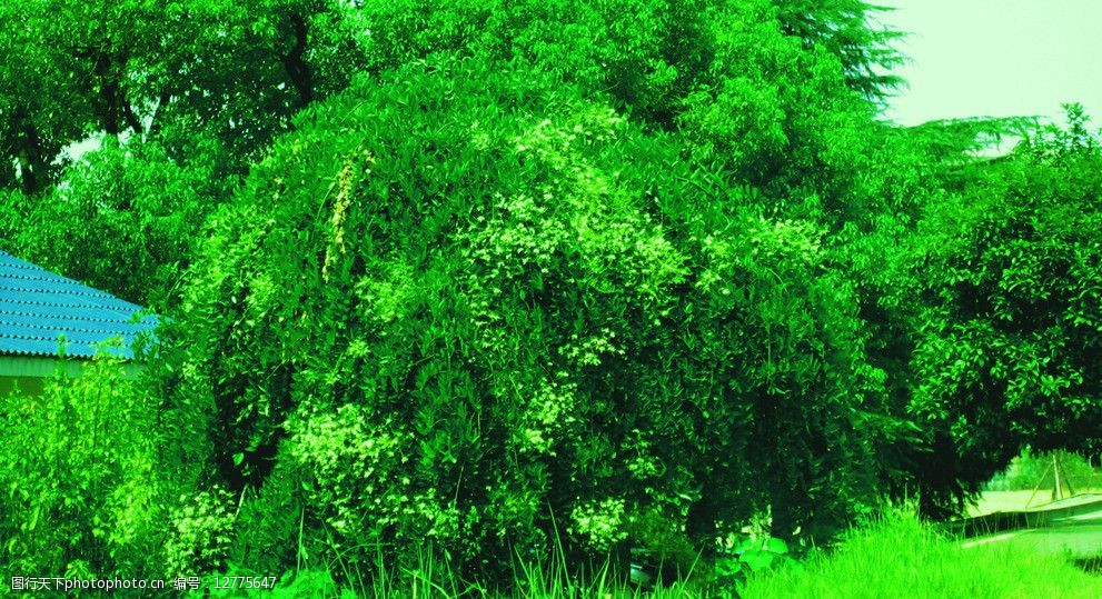 浅绿深绿树木图片