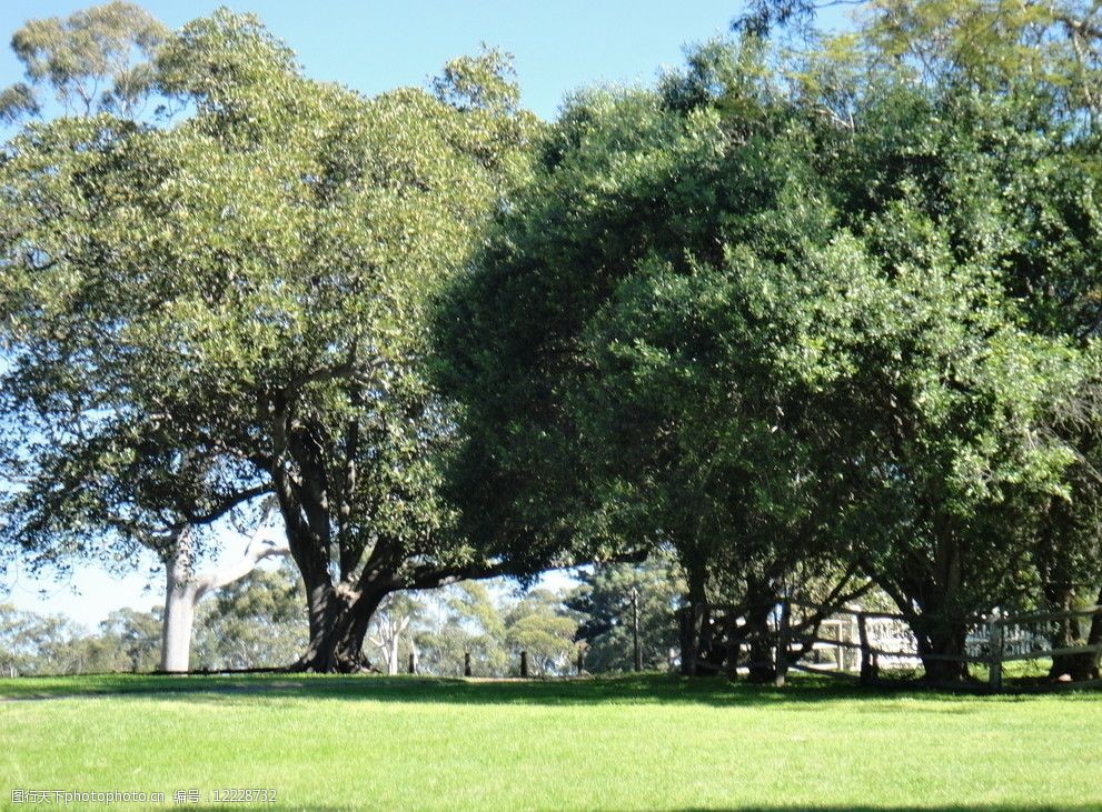 草坪树木图片