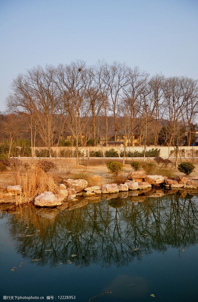 池塘边的树图片