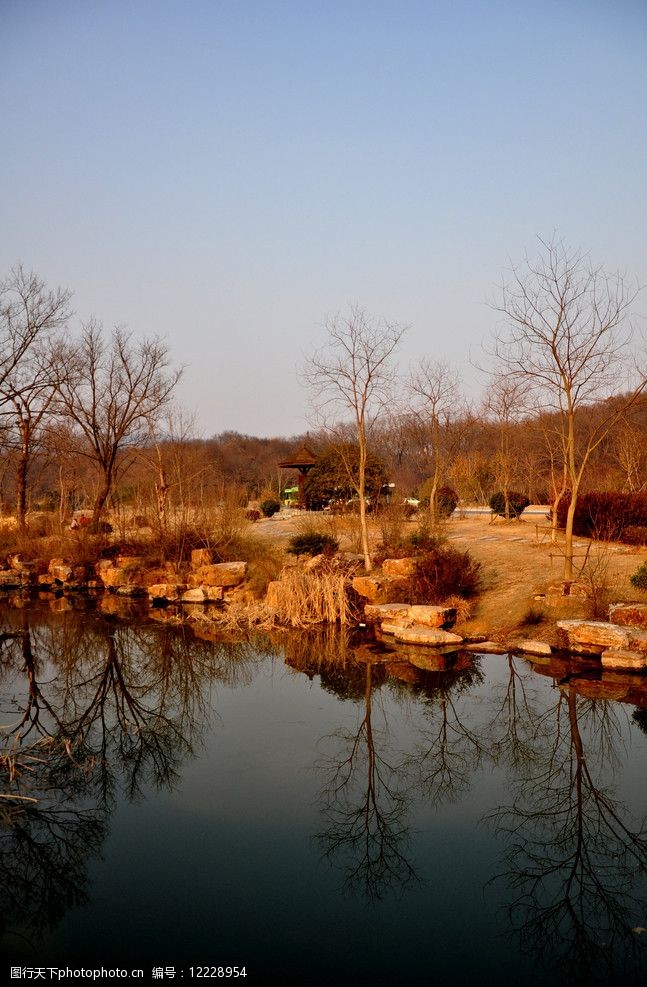 池塘边的树图片