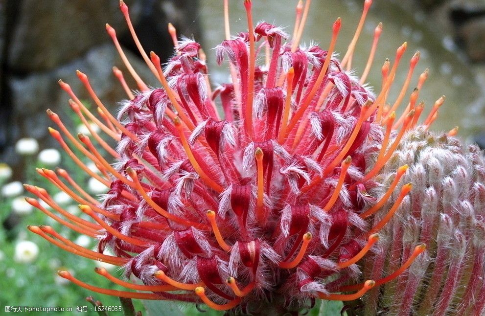 仙人掌花图片