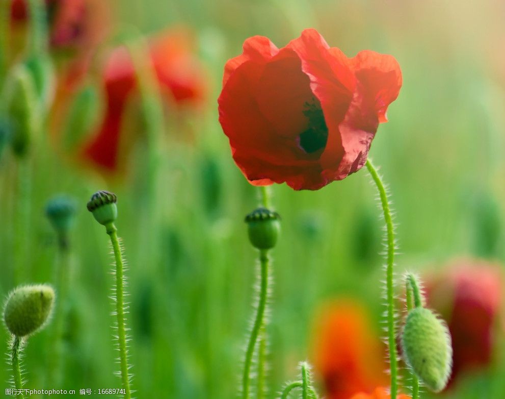 关键词:罂粟花 花朵 红花 小花 花海 花草 生物世界 摄影 560dpi jpg
