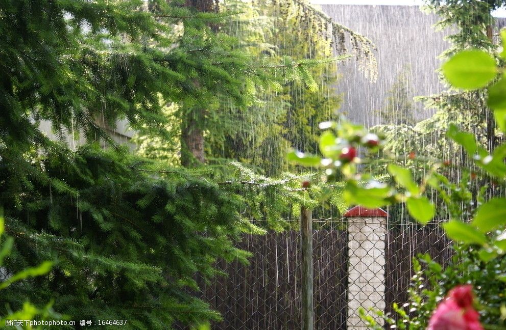 雨中的玫瑰图片