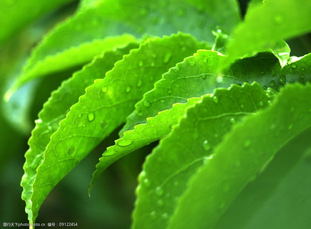 關鍵詞:綠色生機 花草 綠色 綠葉 水珠 露珠 樹中 綠葉背景 攝影 樹木