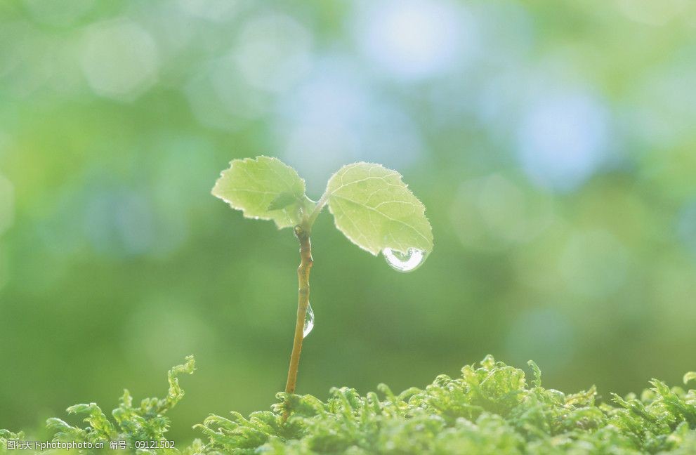 树苗水珠图片