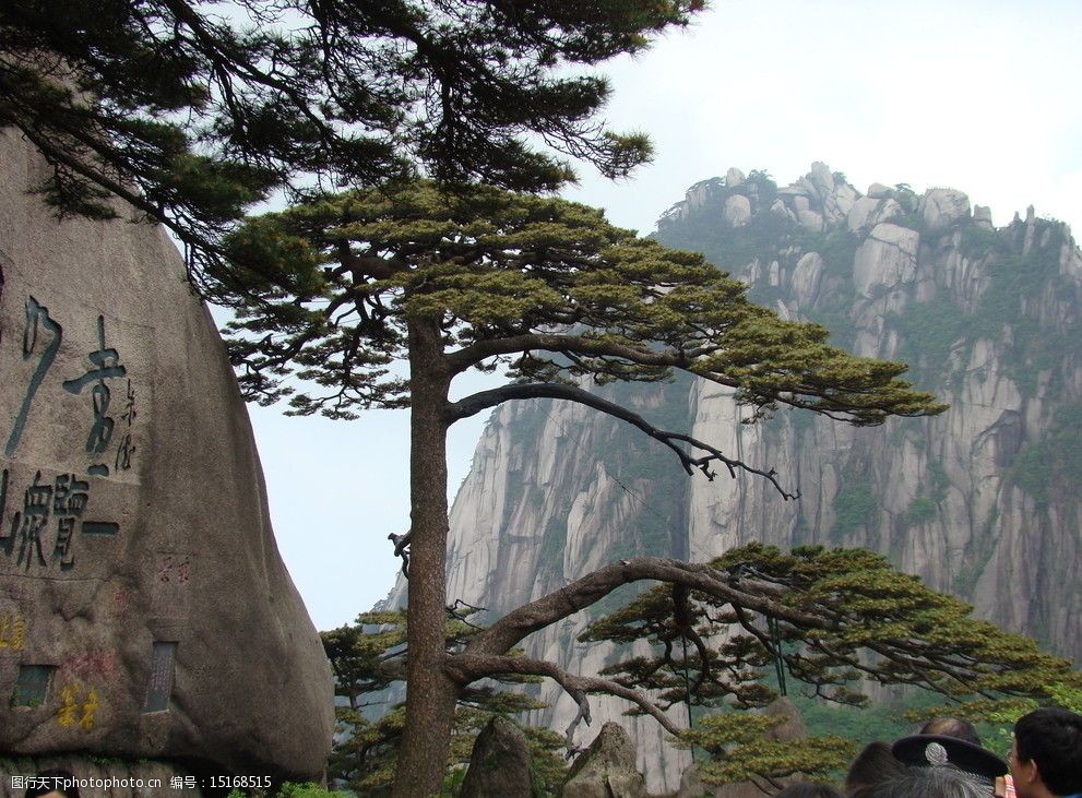 黃山迎客松圖片