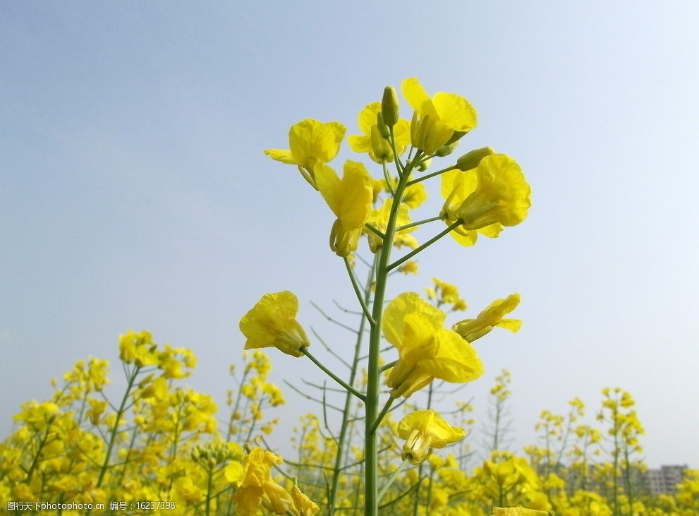 春天油菜花圖片