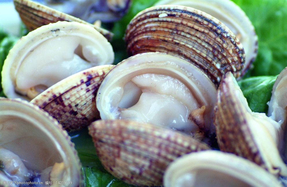 關鍵詞:海鮮水產 貝殼 海洋生物 海鮮貝類 食物原料 生物世界 攝影