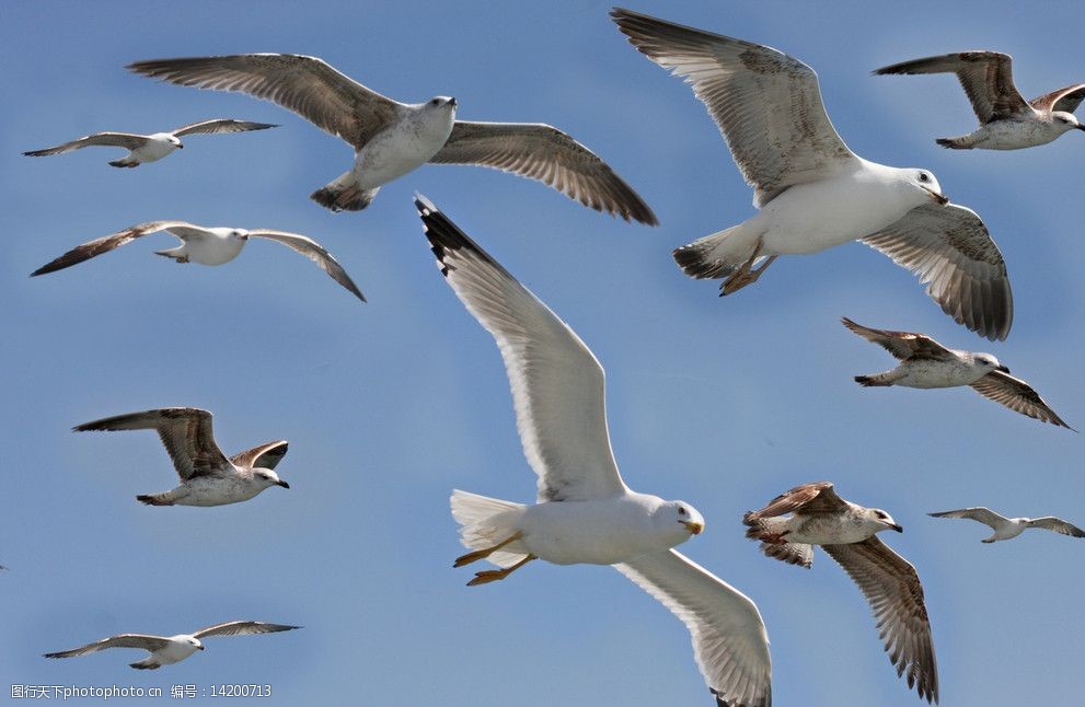 成群的海鸟图片